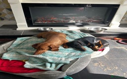 Miniature Dachshund dogs for sale: Black and Tan miniture dachshund (5 months old)  - Image 3