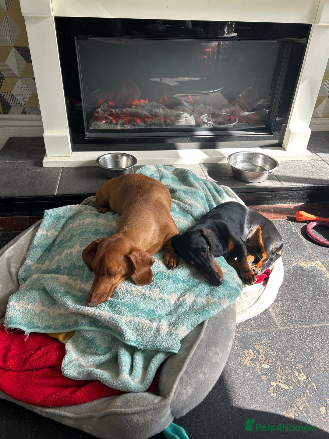 Miniature Dachshund dogs for sale: Black and Tan miniture dachshund (5 months old)  - Image 3