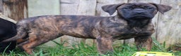 Presa Canario dogs for sale: Presa Canario Puppies (Recognised Breeder) - Advert 3
