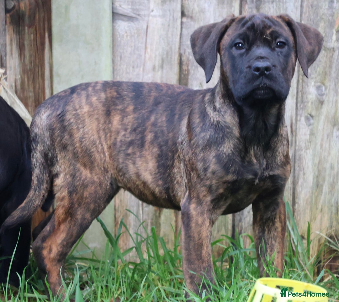 Presa Canario dogs for sale: Presa Canario Puppies (Recognised Breeder) - Advert 3