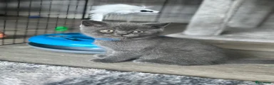 British Shorthair 2 blue collar