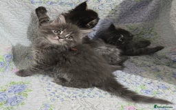 Maine Coon cats for sale: Gorgeous GCCF Maine Coons poss Active - Image 31
