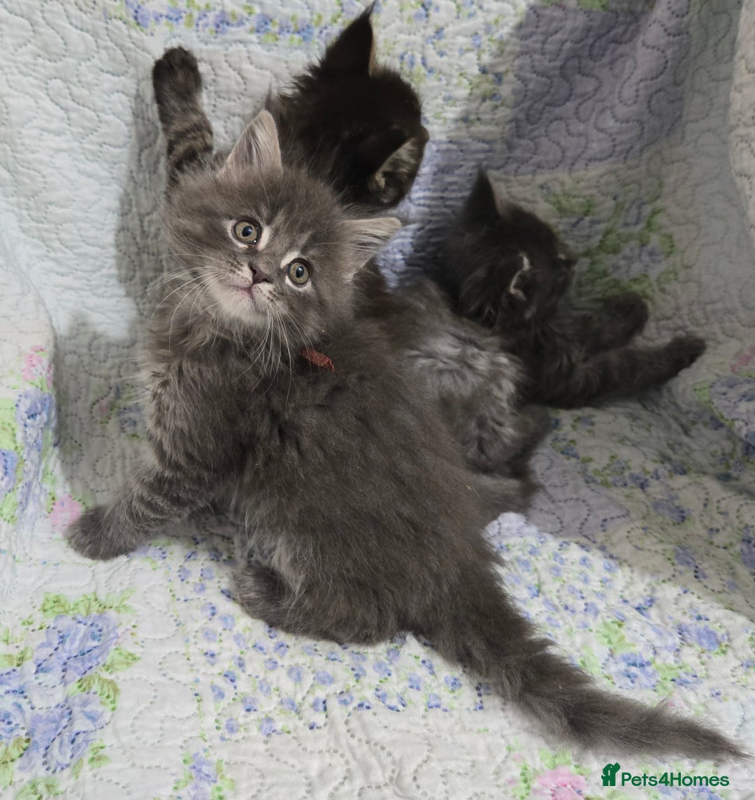 Maine Coon cats for sale: Gorgeous GCCF Maine Coons poss Active - Image 31