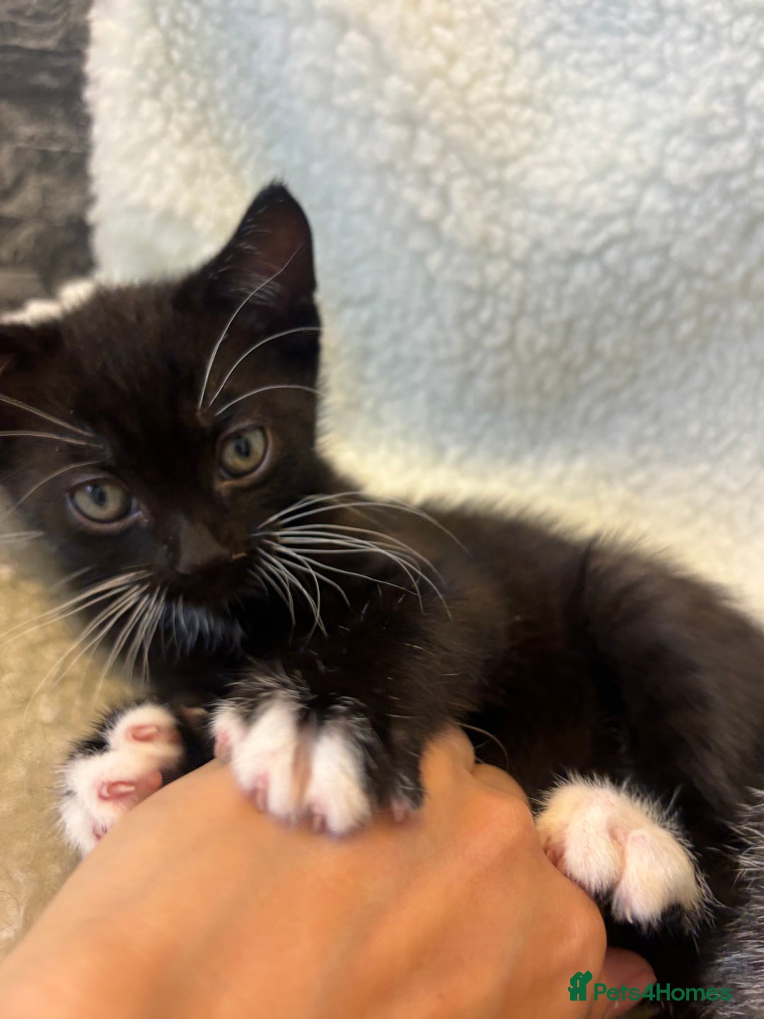 Scottish Fold cats for sale: Adorable Scottish Straight Kittens 💞 - Image 4