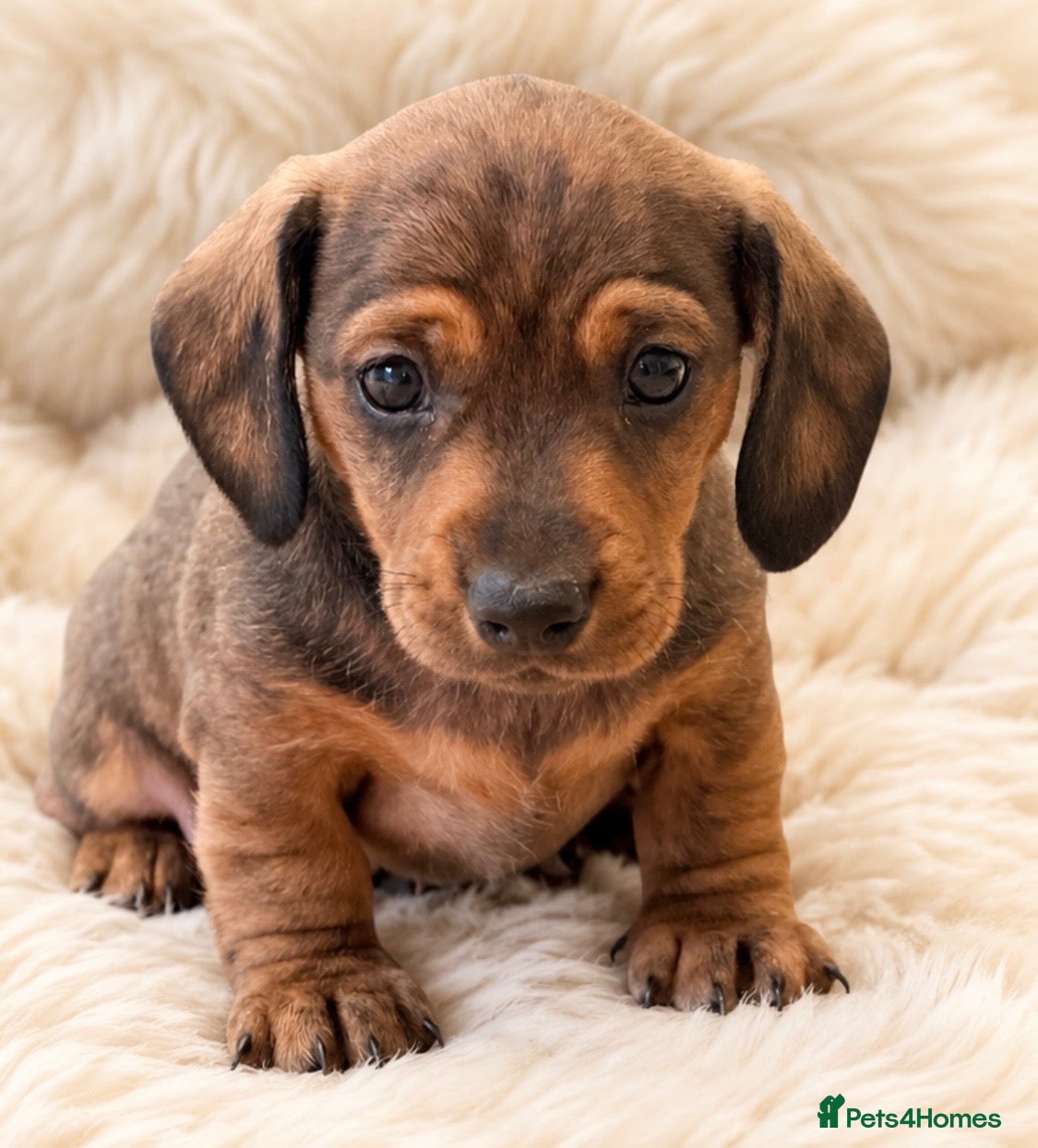 Miniature Dachshund dogs KC Brindle Miniature Dachshund -Champion Lines - Advert 16