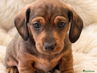 Miniature Dachshund dogs KC Brindle Miniature Dachshund -Champion Lines - Advert 16