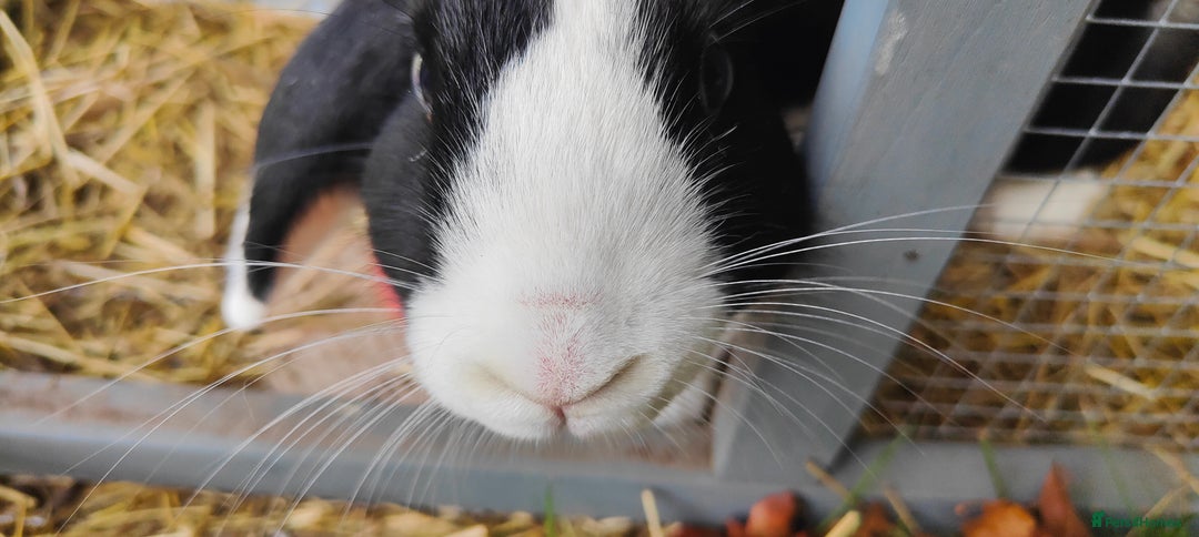 Mini Lop rabbits for sale: Two Mini Lop Eared Rabbits - Image 2