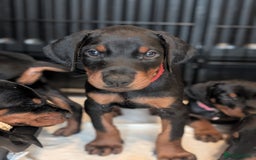 Dobermann dogs for sale: Doberman puppies "ready now" - Image 4