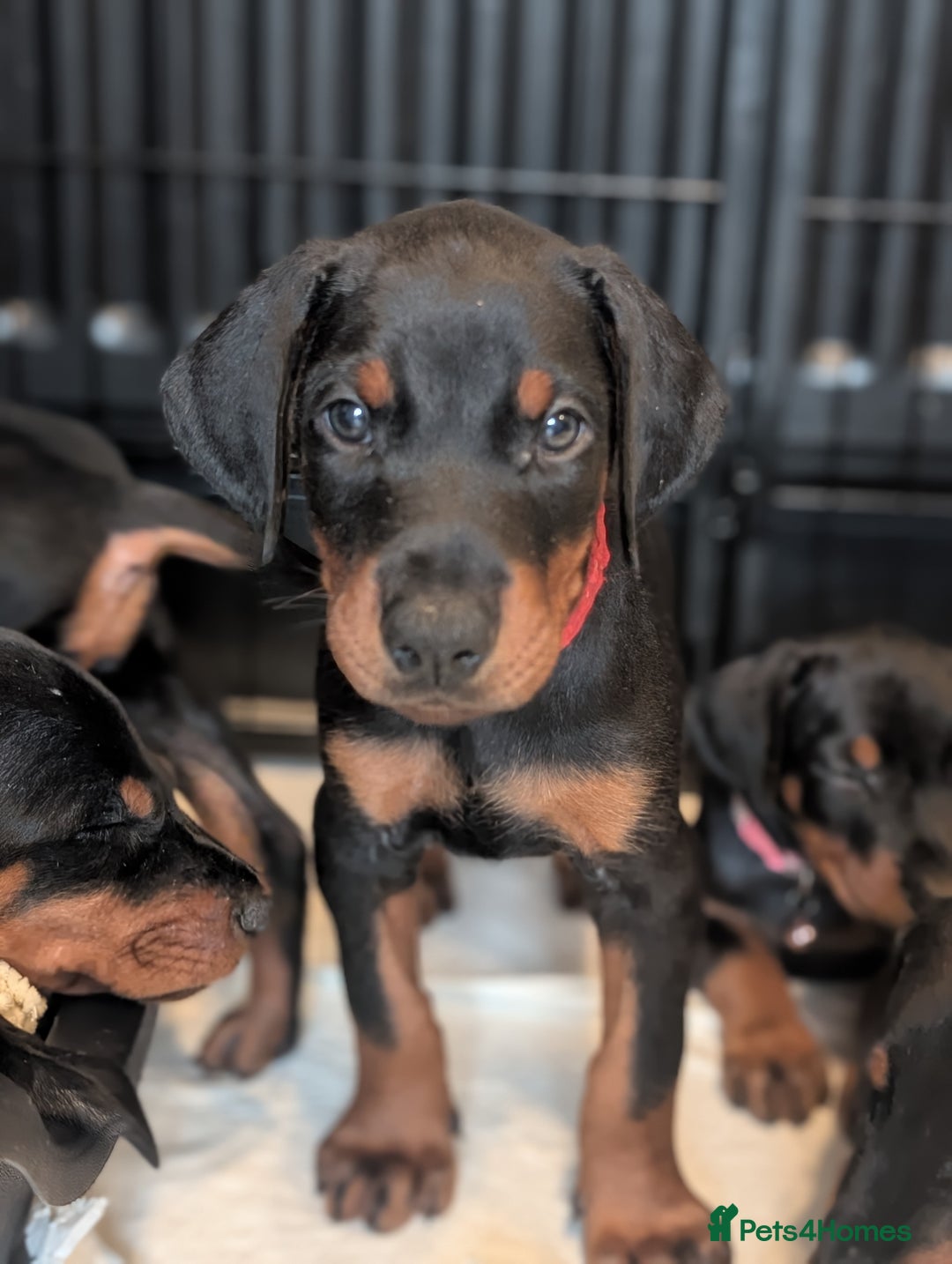 Dobermann dogs for sale: Doberman puppies "ready now" - Image 4