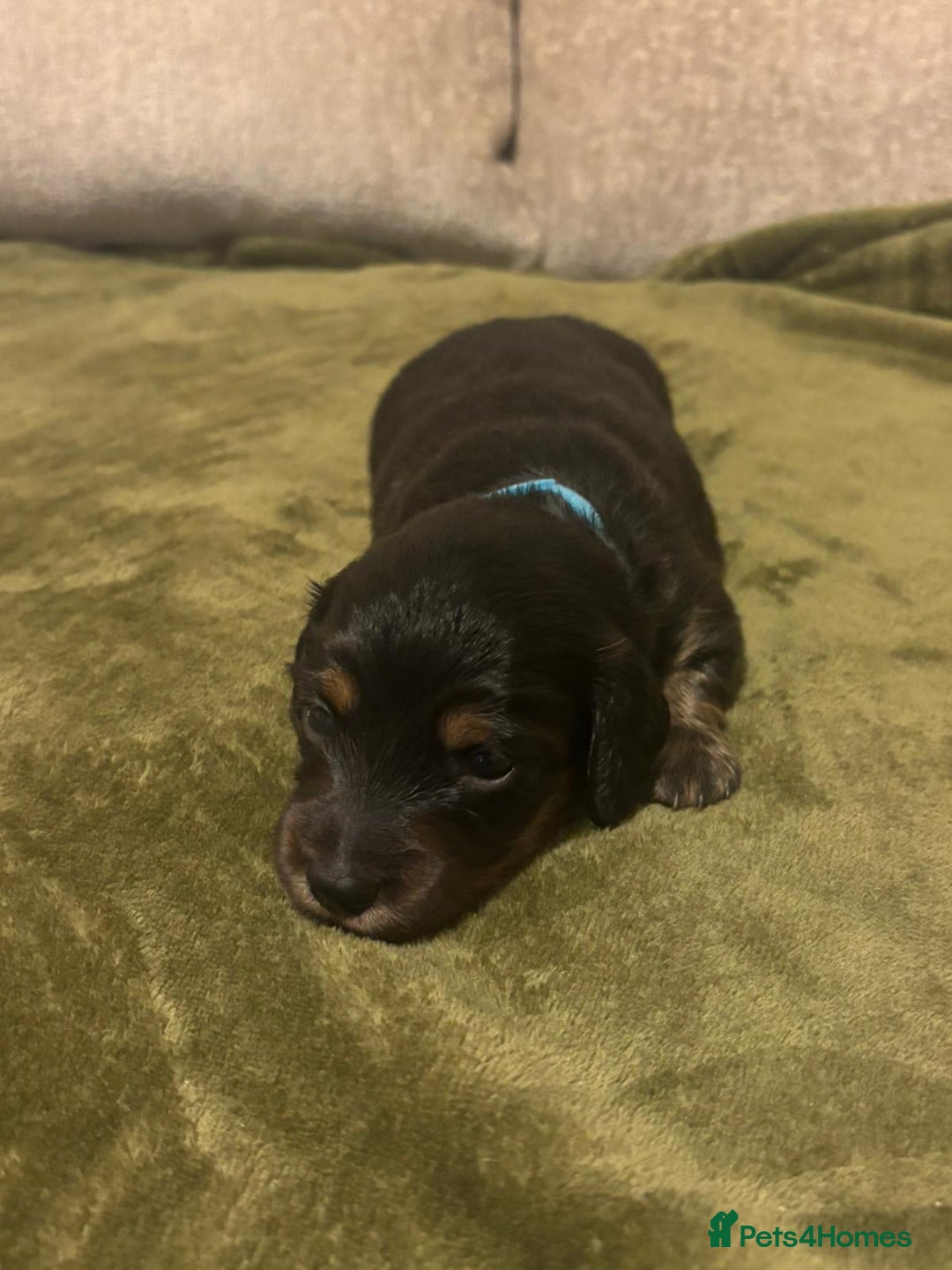 Miniature Dachshund dogs for sale: Miniature dashund puppies  - Advert 3