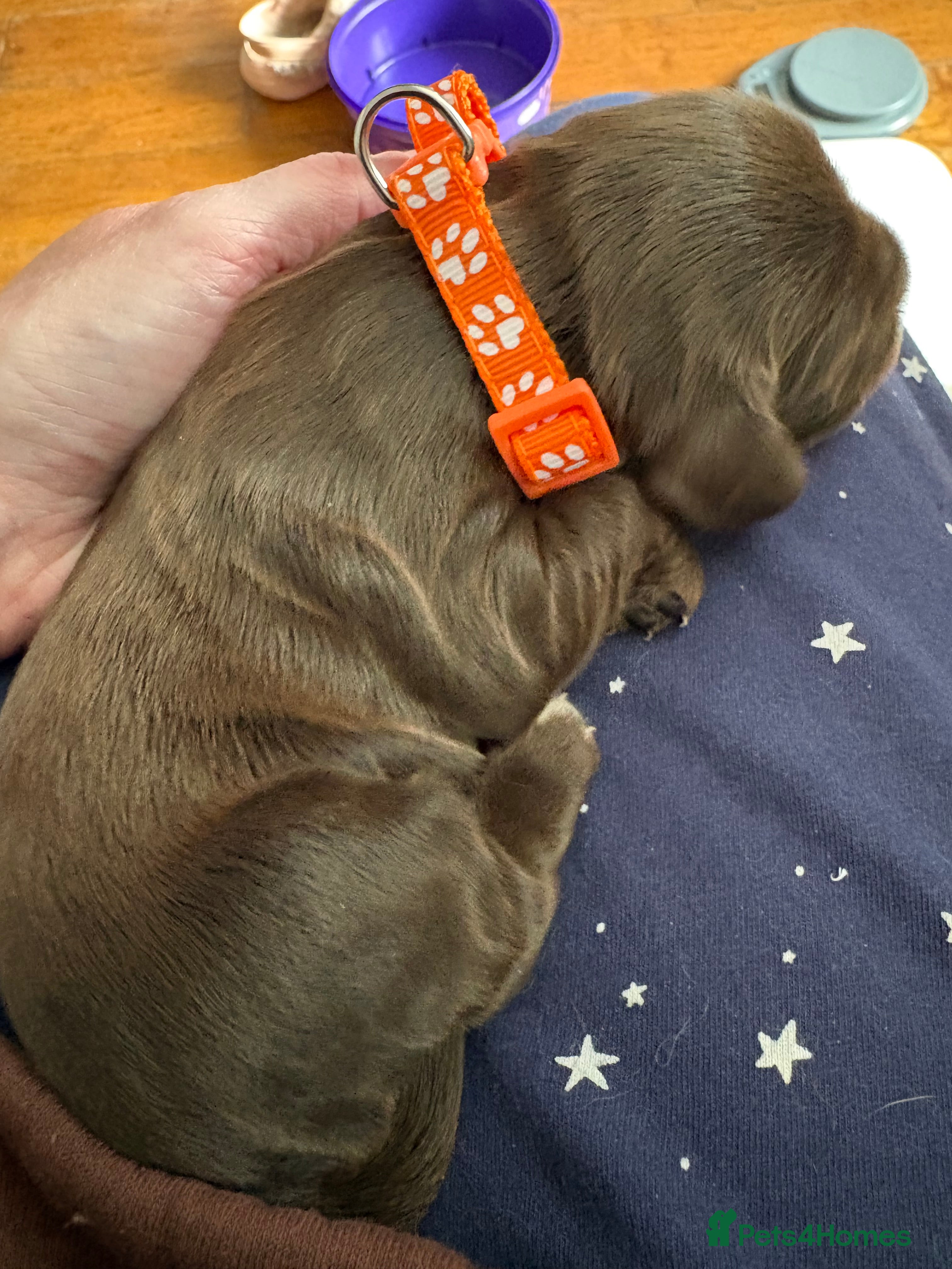 Cocker Spaniel dogs Beautiful Kc reg litter of show type cockers   - Advert 2