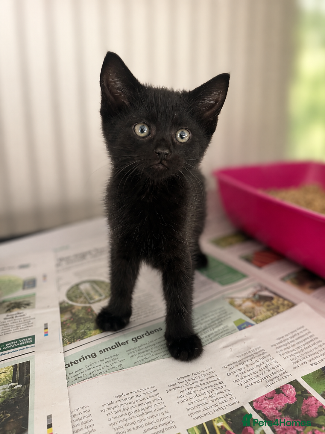British Shorthair cats Beautiful Kittens - Advert 2