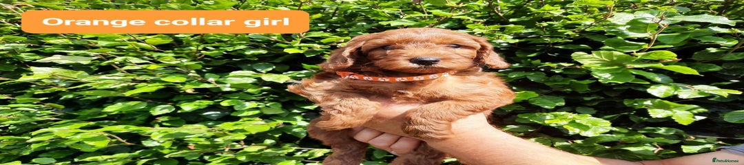 Orange Collar Girl