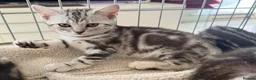 British Shorthair cats for sale: Outstanding GCCF Champion BSH Silver Tabby Kittens - Advert 29