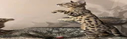 Savannah cats for sale: 🏵️ WORLDS BEST LINES 🏵️ Savannah F2 & F3 Kittens - Advert 37