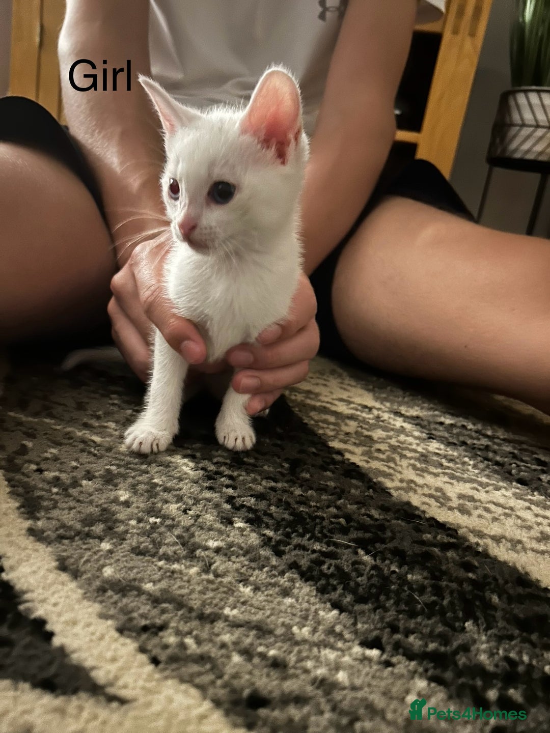 Mixed Breed cats for sale: Beautiful kittens - Image 4