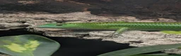 Skink reptiles for sale: Young Emerald tree skink - Advert 2