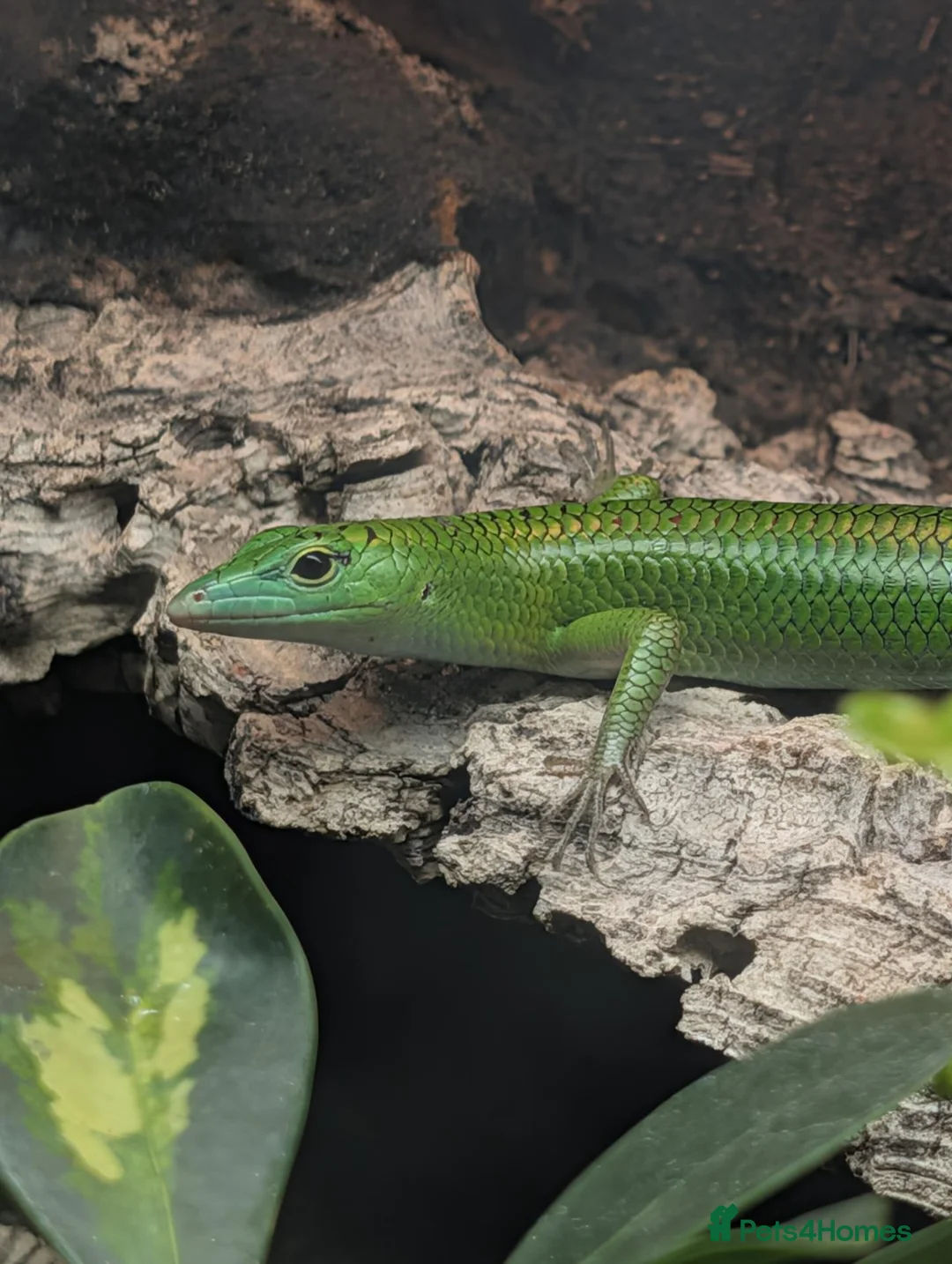 Skink reptiles for sale: Young Emerald tree skink - Advert 2
