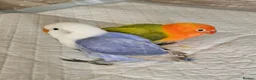 Lovebirds birds for sale: Lovebirds for sale handreared and pair  - Advert 1