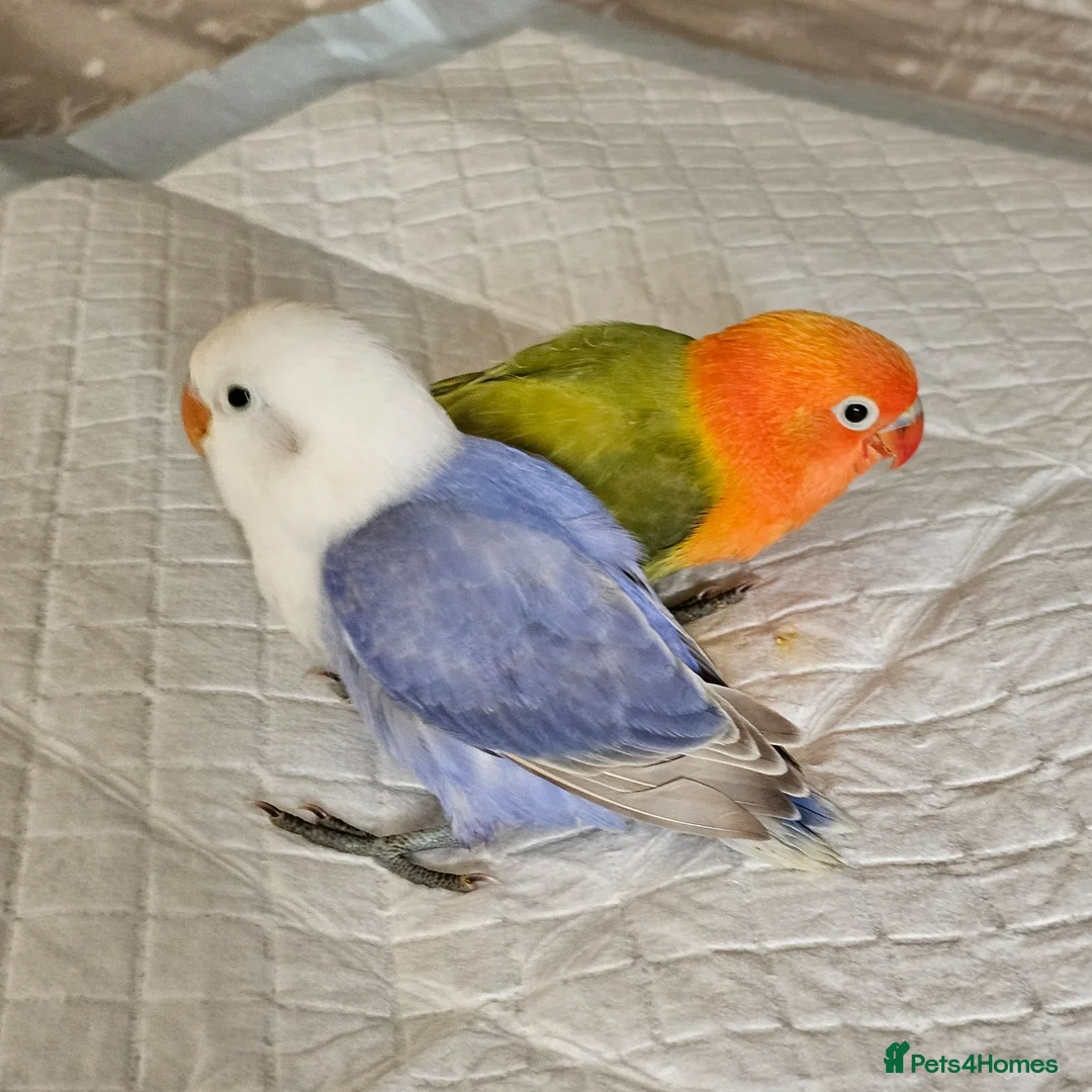 Lovebirds birds for sale: Lovebirds for sale handreared and pair  - Advert 1
