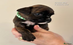 Boxer dogs for sale: 9 Beautiful Boxer Pups - Available from 22/12/2025 - Advert 23