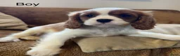 Cavalier King Charles Spaniel dogs for sale: Beautiful Cavalier King Charles Spaniel puppies - Advert 5