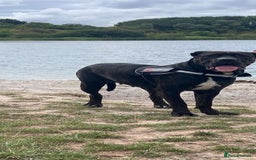 Cane Corso dogs for sale: 12 month cane corso Anna  - Image 7