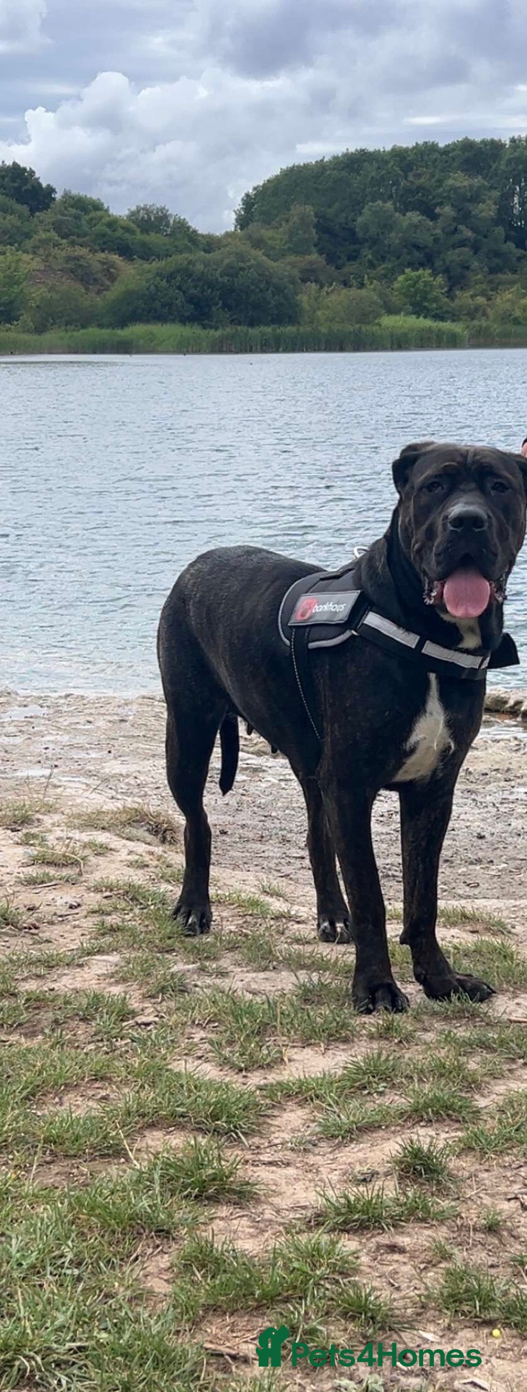 Cane Corso dogs for sale: 12 month cane corso Anna  - Image 7