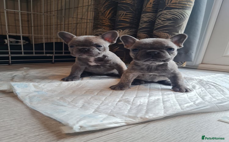 French Bulldog dogs - Advert 8
