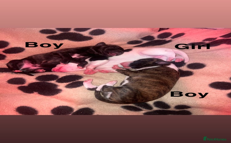 Whippet dogs - Advert 1