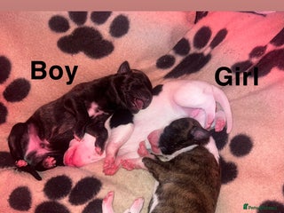 Whippet dogs - Advert 4