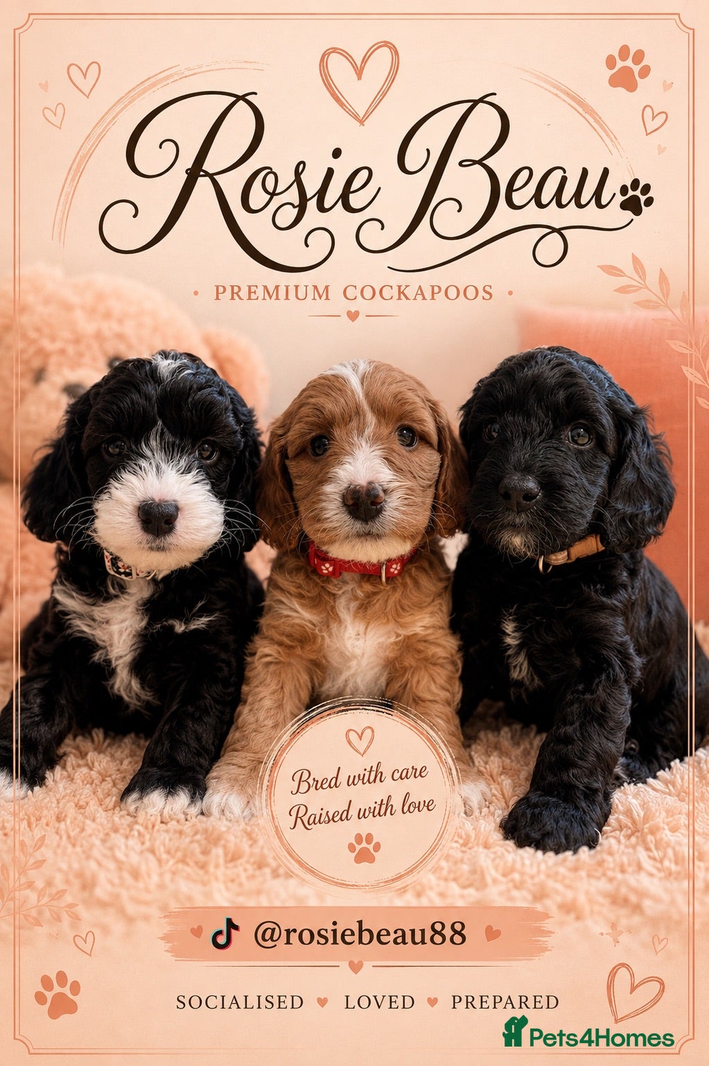 Cockapoo dogs Exceptional F1 Cockapoo Puppies - Advert 1