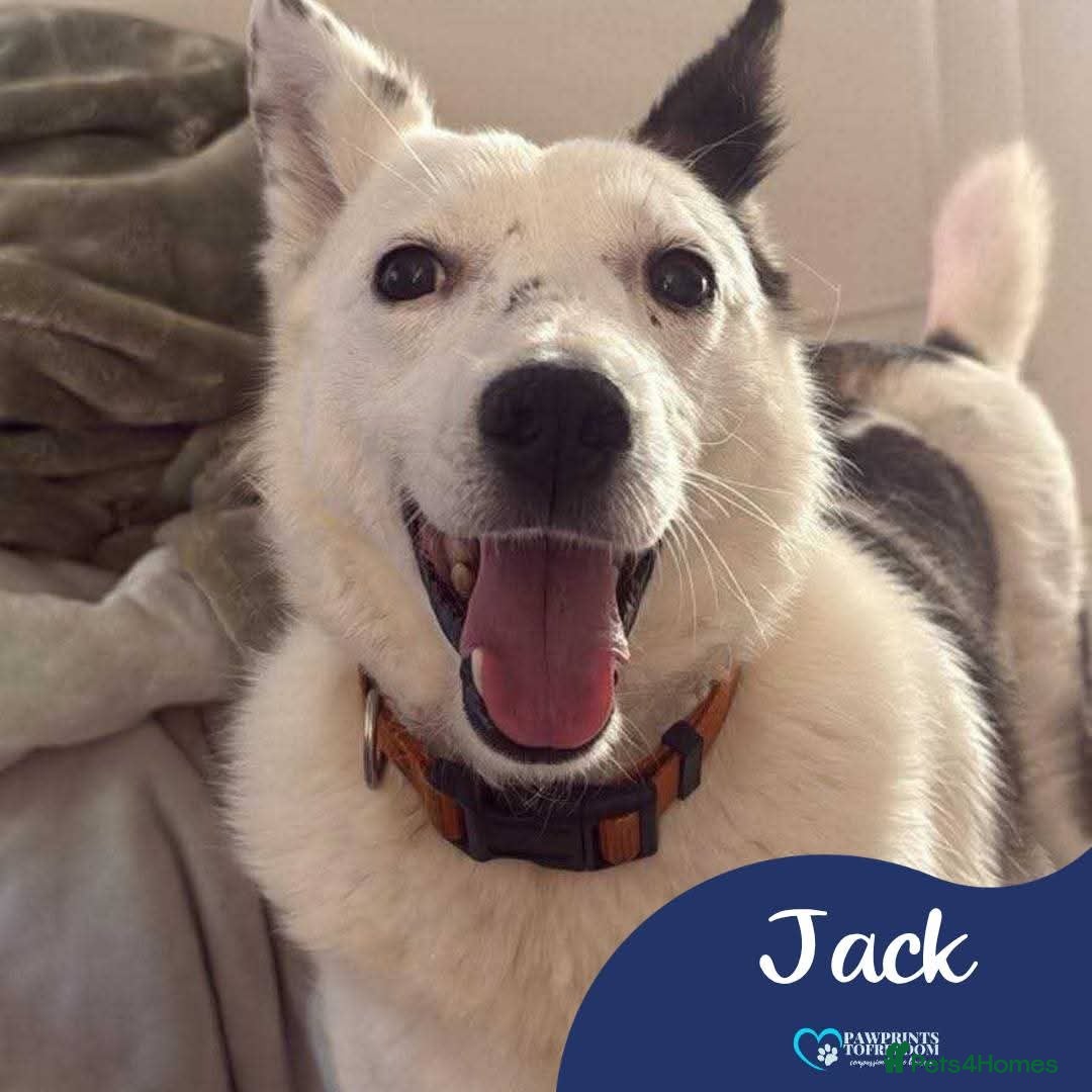 Mixed Breed dogs Meet Jack, currently residing in Sheffield  - Advert 1