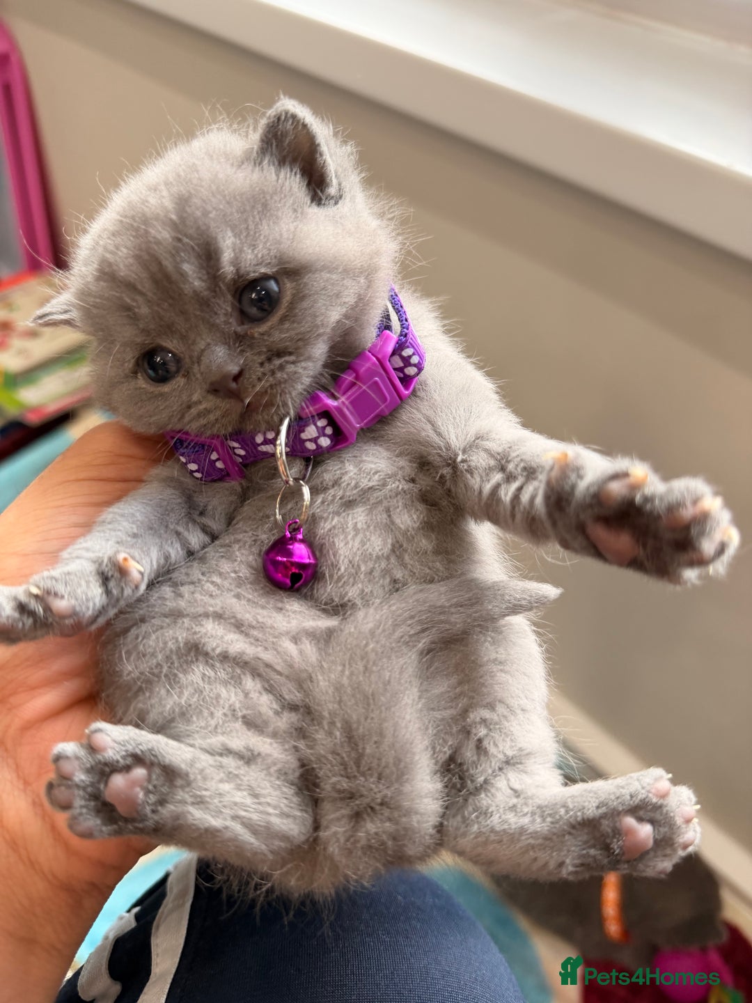British Shorthair cats for sale: Beautiful big British Shorthair Kittens - Advert 28