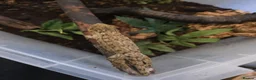 Gecko reptiles for sale: Leachianus giant geckos!  in Leeds - Advert 1