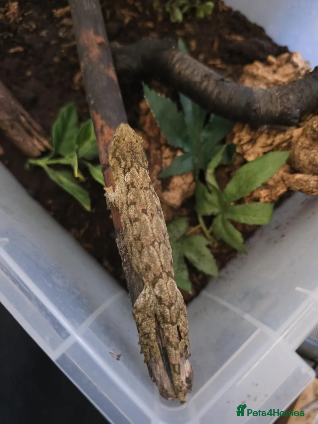 Gecko reptiles for sale: Leachianus giant geckos!  in Leeds - Advert 1
