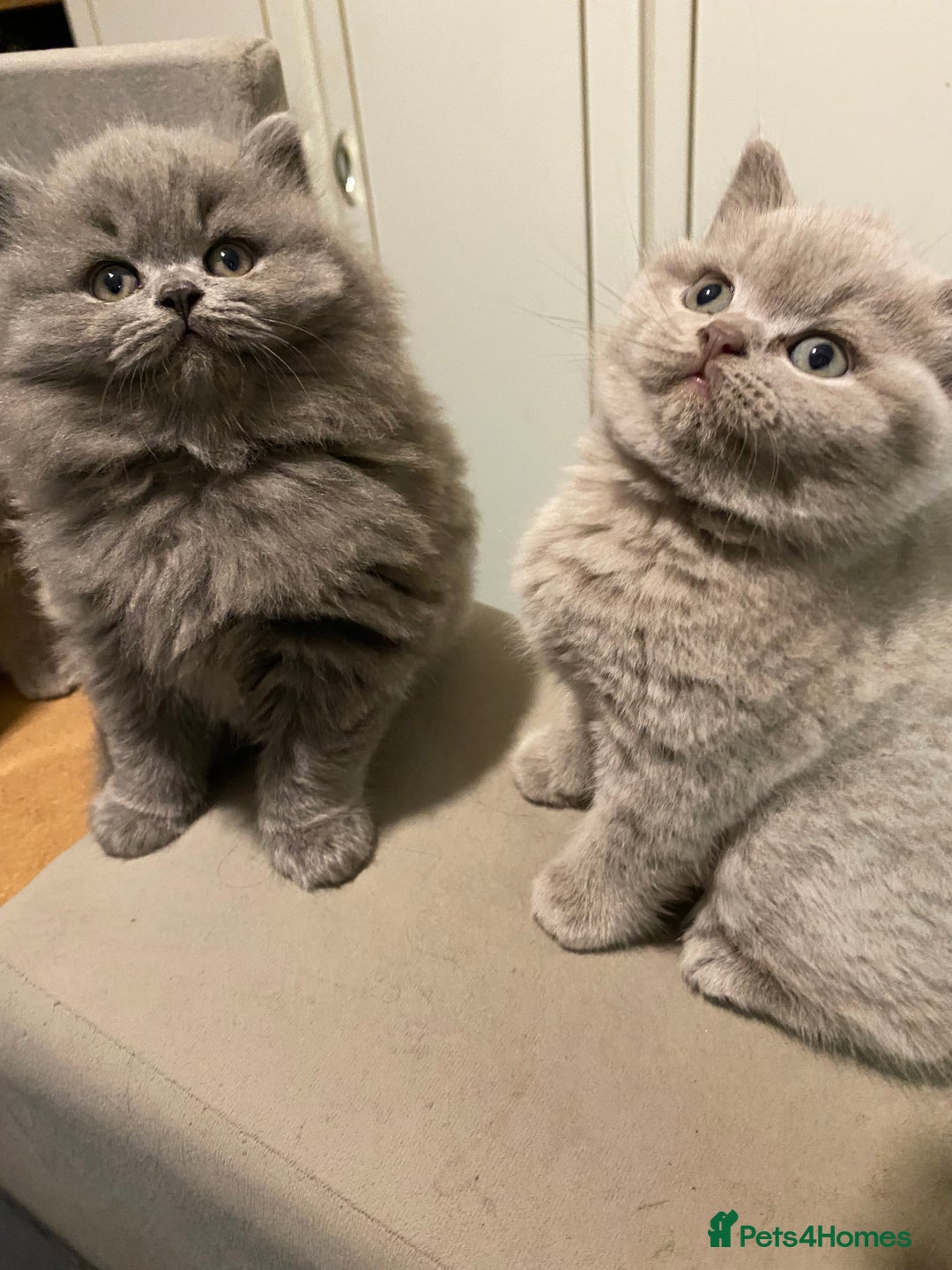 British Shorthair cats for sale: GCCF reg British Shorthair and Longhair Kitten’s  - Advert 4