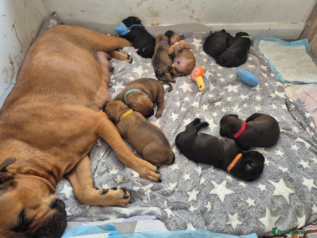 Mixed Breed dogs for sale: Bullmastiff x puppies 🐶  - Image 13