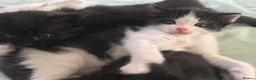 Mixed Breed cats for sale: Ragdoll X Kittens! £100-£160 - Advert 15