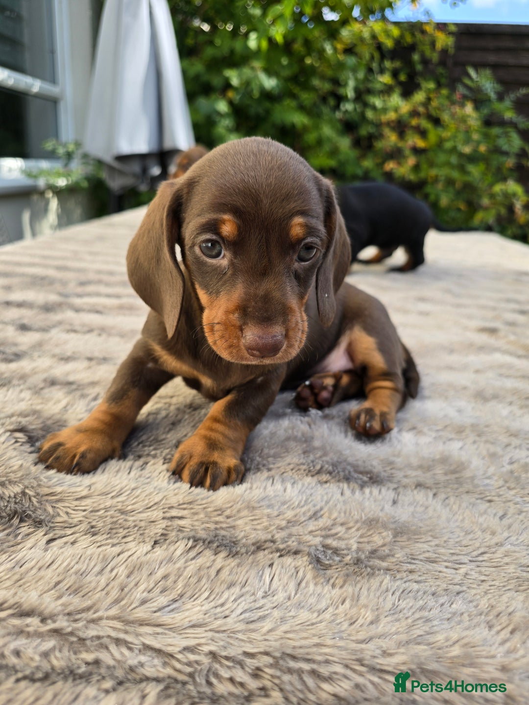 Dachshund dogs for sale: BEAUTIFUL STANDART DACHSHUNDS BABIES READY TO GO!  - Image 5