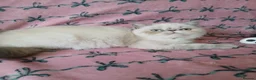 Exotic cats for sale: Blue eyed Colourpoint Persian Exotics  - Advert 4