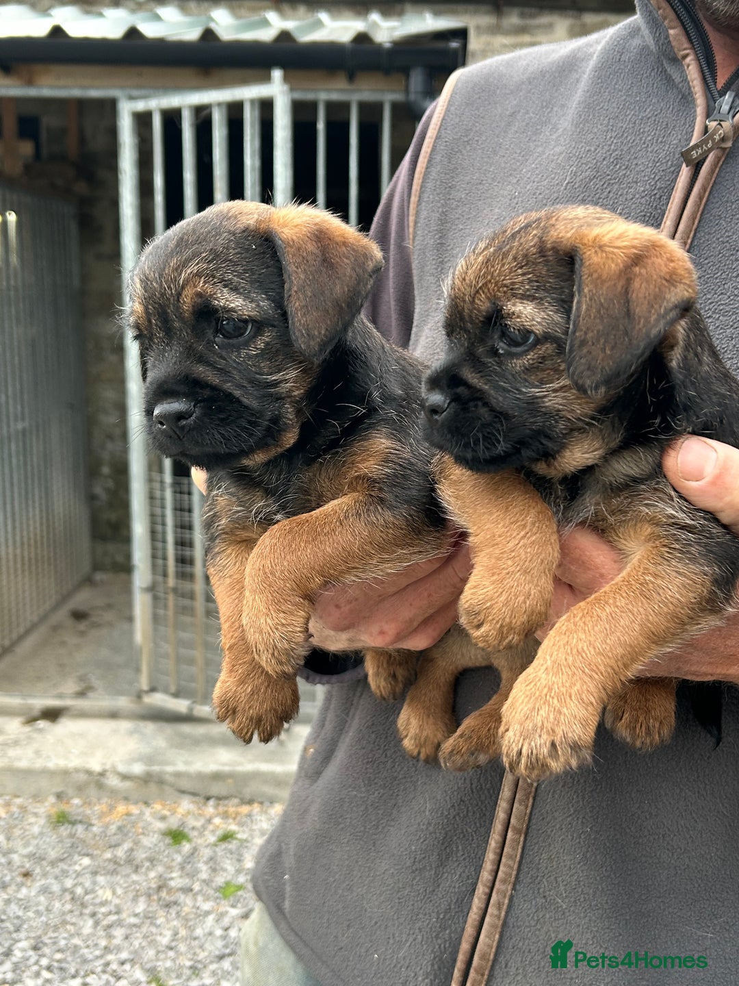 Border Terrier dogs for sale: Border Terrier Dogs  - Image 6