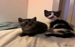 British Shorthair cats for sale: Sweet British Shorthair X Kittens - Image 10