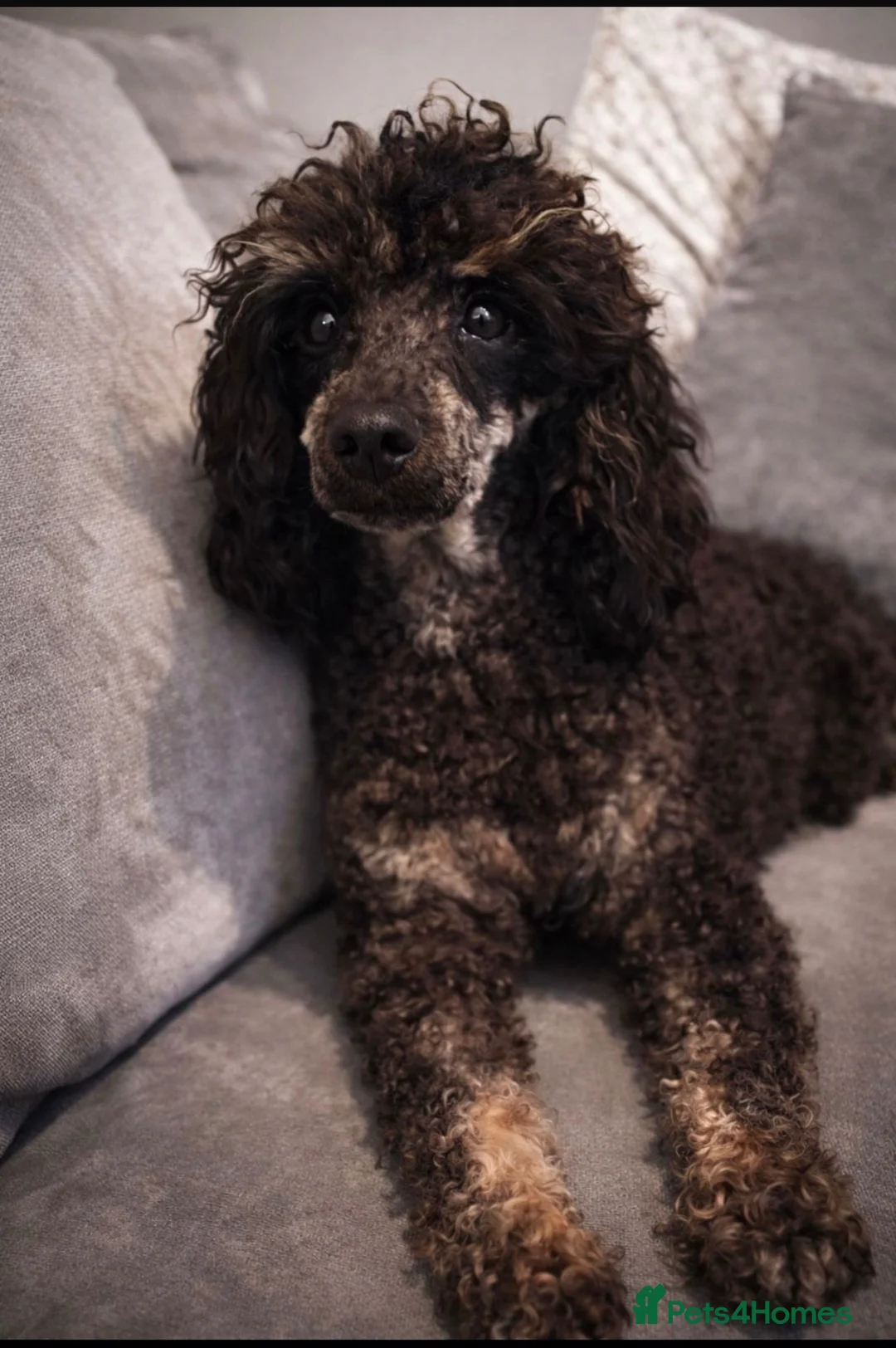 Toy Poodle dogs for sale: LAST TOY POODLE - Advert 2