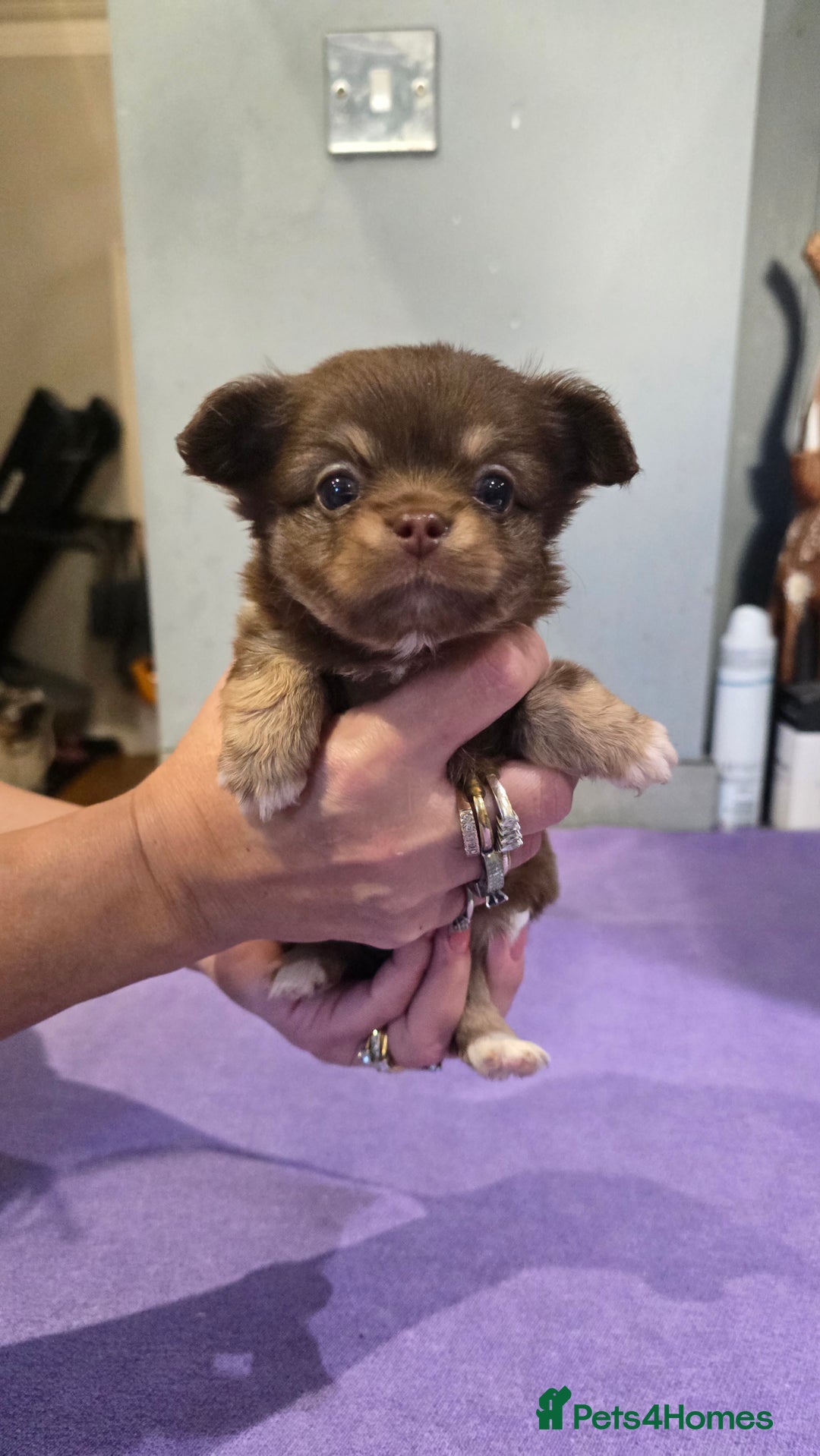 Chihuahua dogs for sale: Chihuahua puppies Russian ancestry with perfect bo - Advert 12