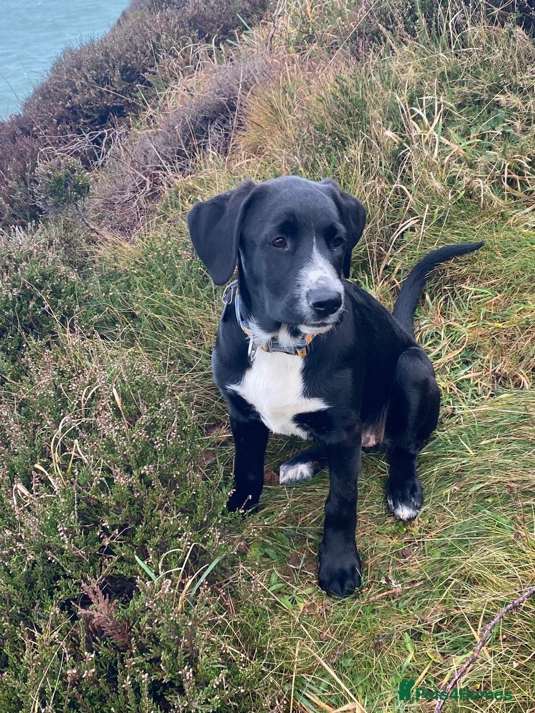 Mixed Breed dogs for sale: Huntaway/Labrador-Ridgeback Cross Puppies - Advert 12