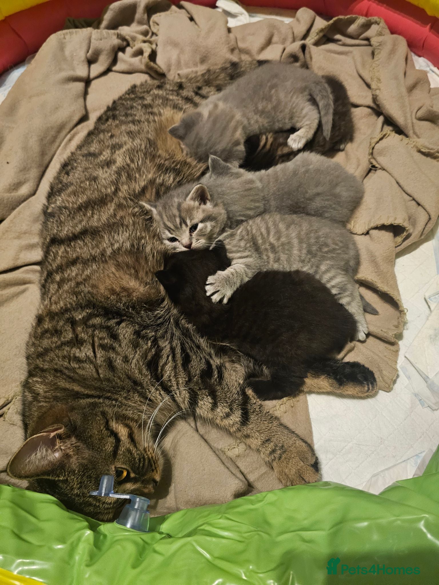Mixed Breed cats Lilac british shorthairxTabby American wire  cross - Advert 12
