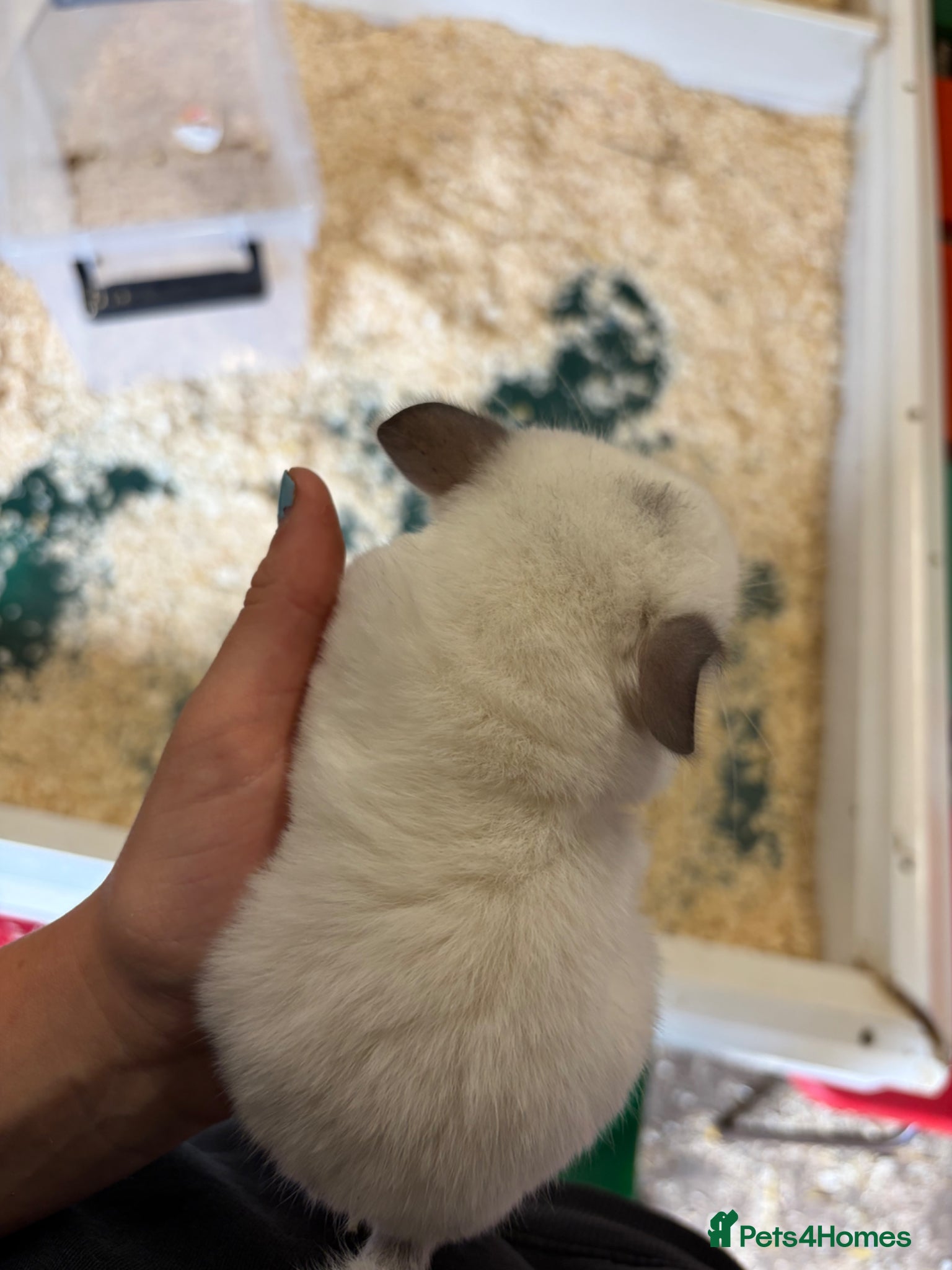 Chinchilla rodents for sale: 3 Gorgeous Tame Baby Chinchillas in Sandy - Advert 7