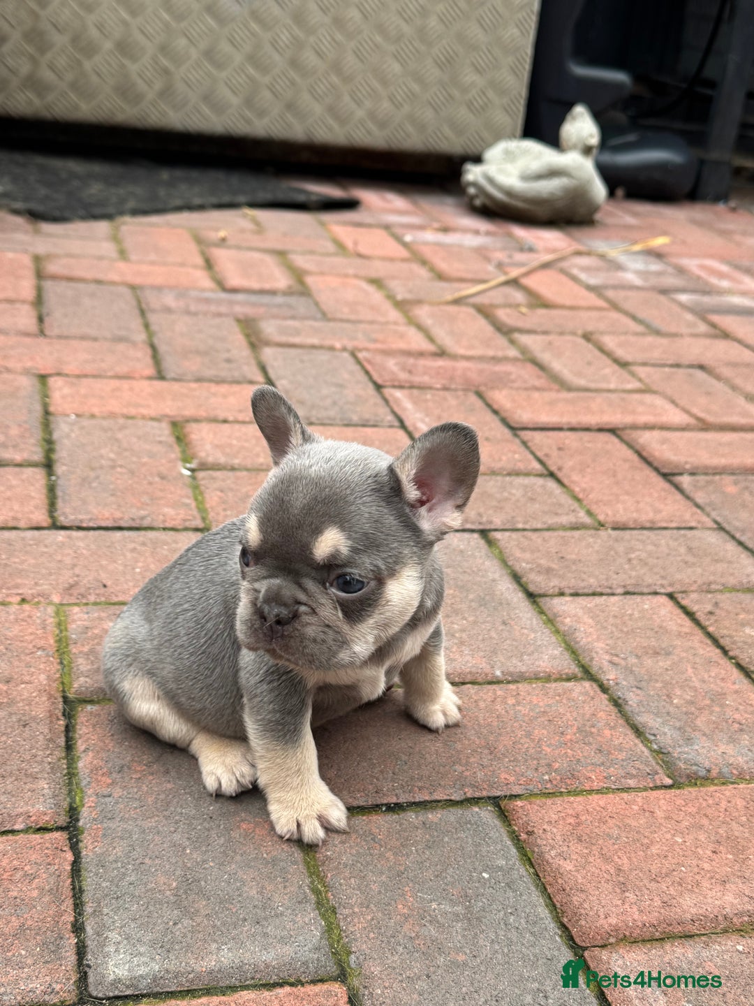 French Bulldog dogs for sale: Homie lines meet temple felson line  - Image 6