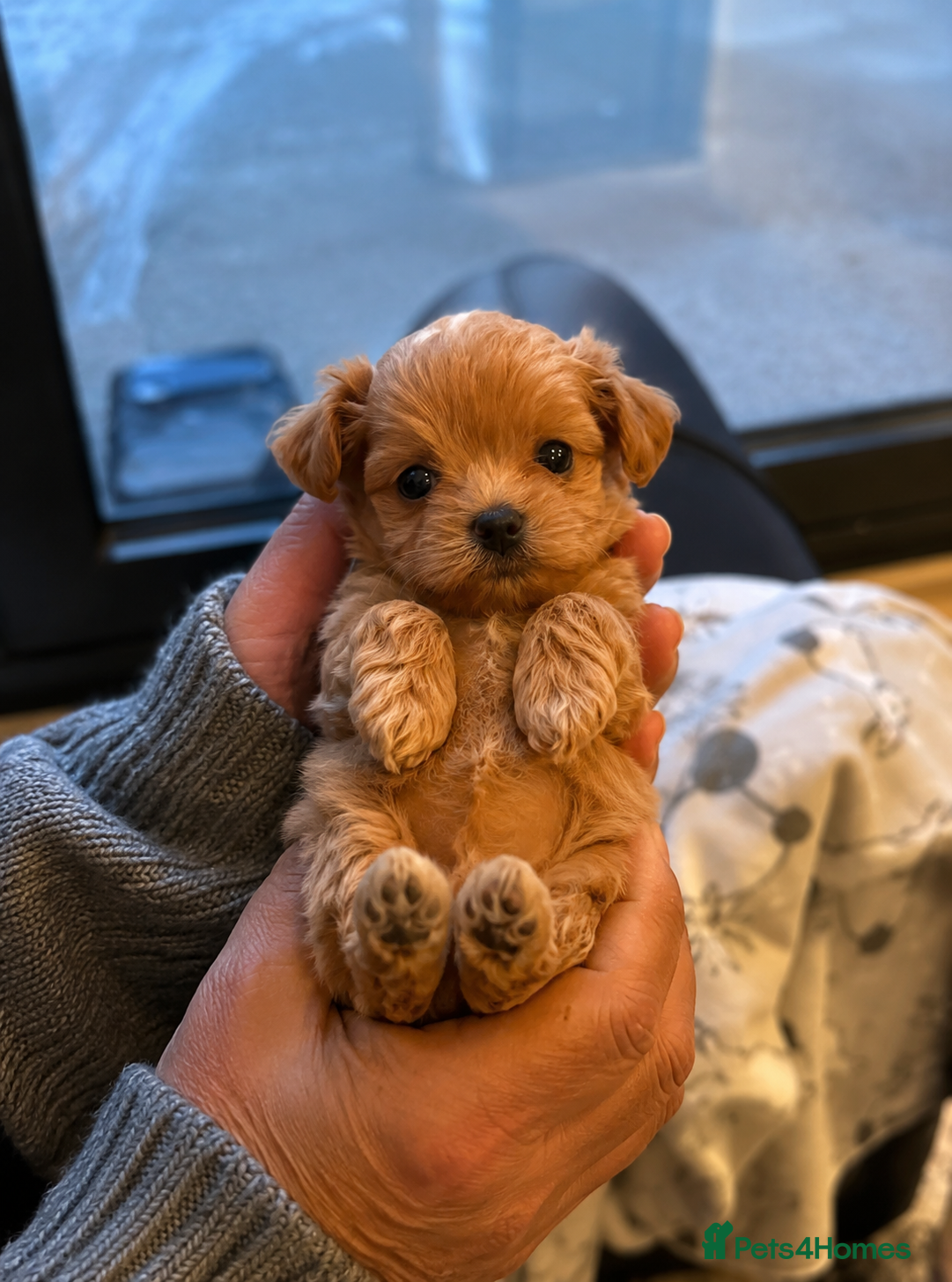 Maltipoo dogs 4 LEFT - RARE Tiny F1B Maltipoo Puppies 4 Weeks - Advert 18